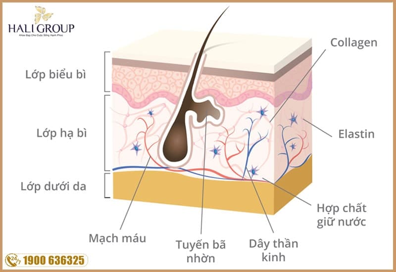 đính nghĩa collagen là gì