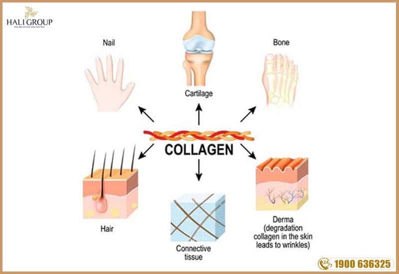 collagen có mấy loại ?
