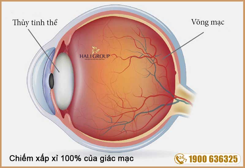 chiếm xấp xỉ 100% của giác mạc, nên có tầm quan trọng đối với mắt