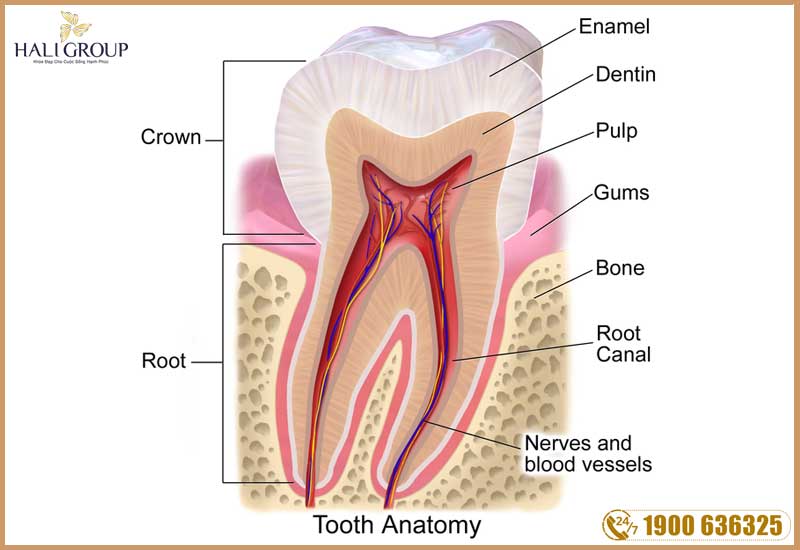 có tác dụng đối với răng