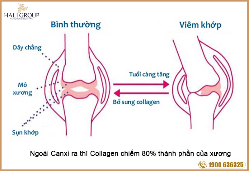 tác dụng đối với xương