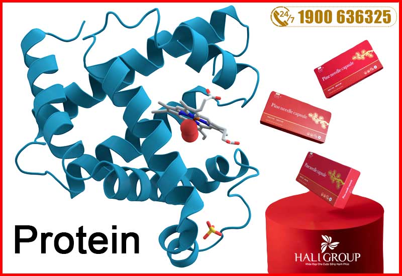 protein-cung-co-trong-tinh-dau-thong-do-edally-han-quoc