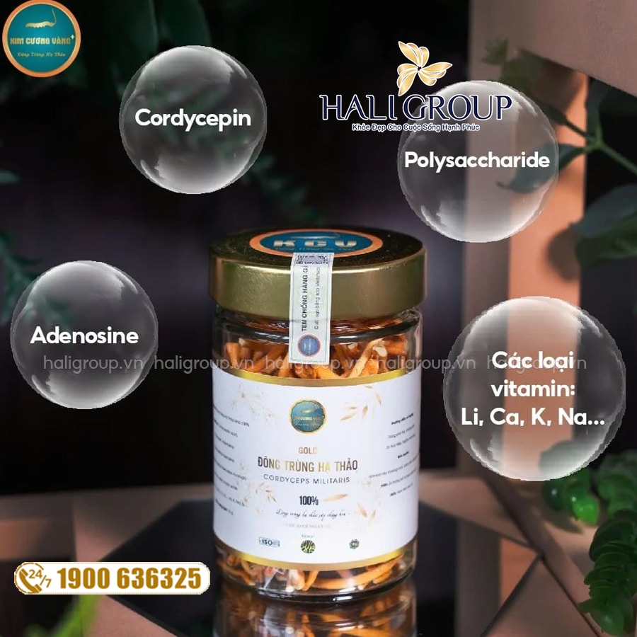 thành phần đông trùng hạ thảo gold kcv mẫu mới