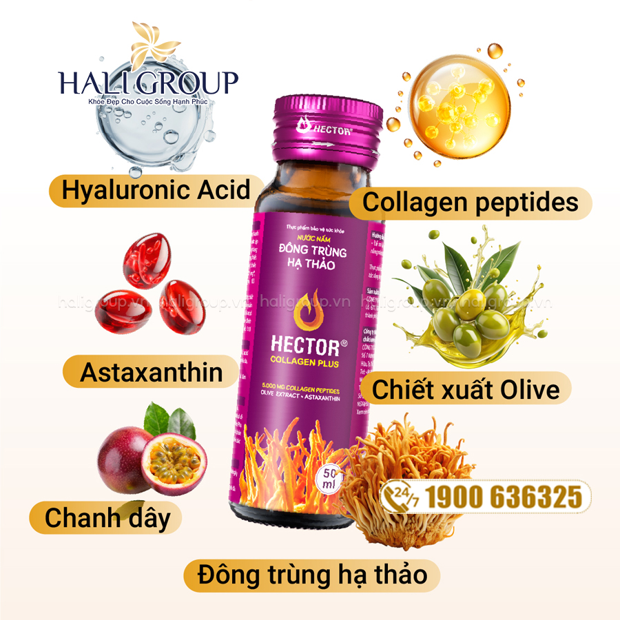 thành phần Nước Đông Trùng Hạ Thảo Hector Collagen Plus